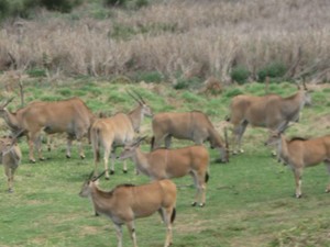 Werribee Open Range Zoo Pic 5