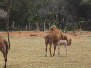 Werribee Open Range Zoo Pic 4