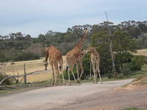 Werribee Open Range Zoo Pic 2