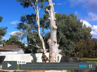 Sos`s Tree Services Pic 1