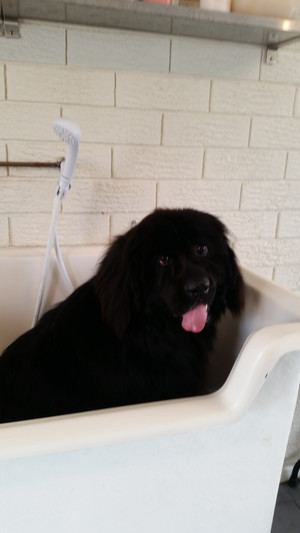 Pat the Dog Groomer Pic 5