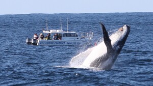 BKs Gold Coast Fishing Charters Pic 4