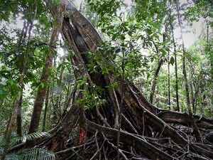 Mossman Gorge Centre Pic 4