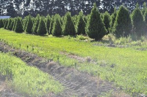 Christmas Trees Warrnambool Pic 3