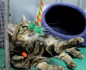 Bushlands Pet Resort Pic 3 - Comfy bedding and toys for our feline visitors