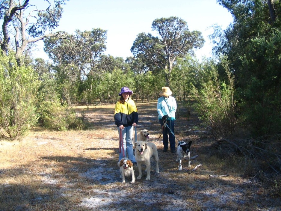 Bushlands Pet Resort Pic 1 - Morning walk is the highlight of the day for our canine visitors