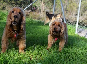 Bushlands Pet Resort Pic 2 - Playtime in our grassed dog runs