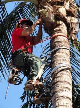 Dons Tree Services Pic 2