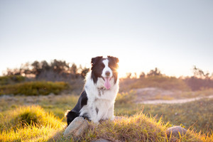 Sonia M Pet Photography Pic 3