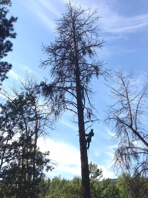 Sydney Metro Tree Management Pic 4 - 26 metre pine tree being dismantled with ease