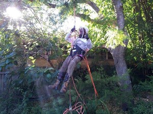 Sydney Metro Tree Management Pic 3 - Head Arborist relocating active bee hive Nothing too difficult at metro