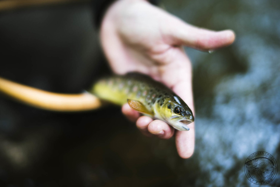 Southern Cross Fly Fishing Pic 1