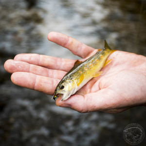 Southern Cross Fly Fishing Pic 3