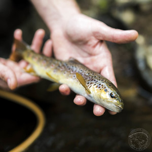 Southern Cross Fly Fishing Pic 4