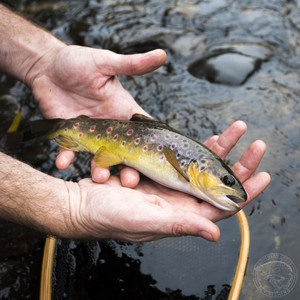 Southern Cross Fly Fishing Pic 5