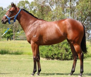 Thoroughbred Sales Pic 3