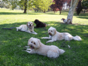 Pawsitive Dogwalks Pic 2