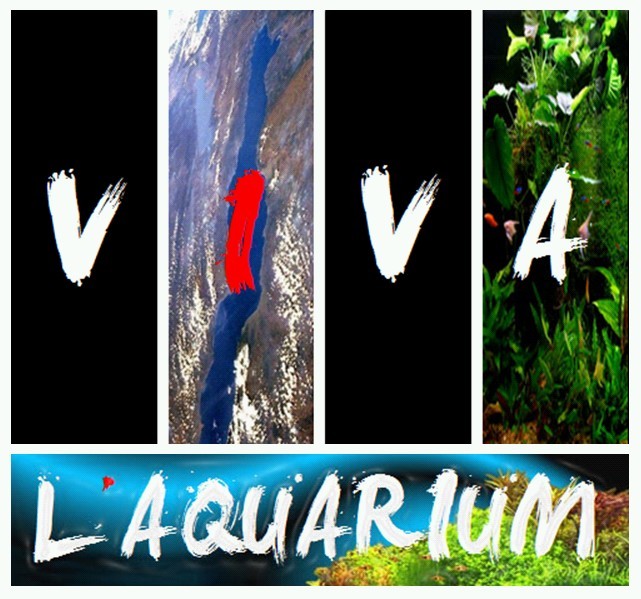 Viva L'aquarium Pic 1