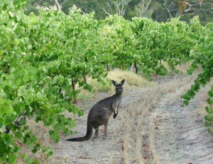 Paul Morris Wines Pic 3 - Wildlife amongst the vines in Clare Valley SA