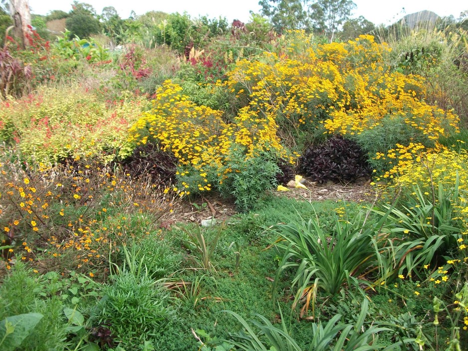 Vivid Gardens Pic 1 - A stunning yellow garden