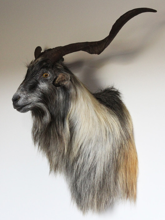 Gympie Taxidermy Pic 1 - Feral Goat