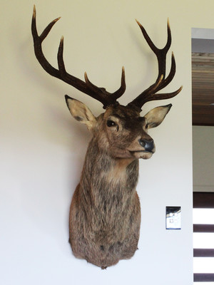 Gympie Taxidermy Pic 2 - Red Stag