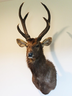 Gympie Taxidermy Pic 3 - Sambar Stag