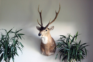 Gympie Taxidermy Pic 4 - Chital Stag