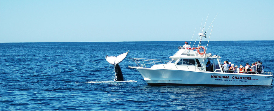 Narooma Charters Pic 1