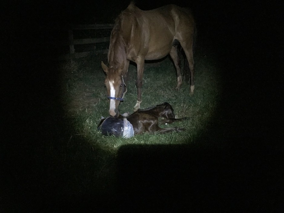 Argyle Thoroughbreds Pic 1 - From conception to foaling and beyond