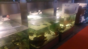 Golden Harbour Restaurant Pic 2 - Fish in Tanks