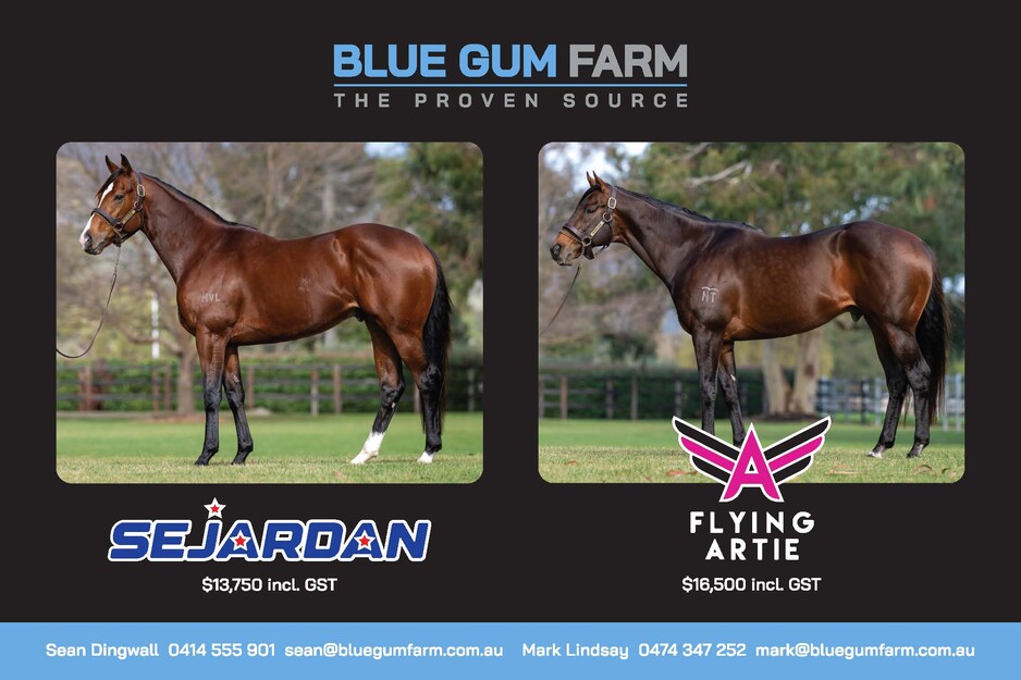 Blue Gum Farm (aust) Pty Ltd Pic 1 - Standing at Blue Gum Farm for the 2023 Season Sejardan and Flying Artie