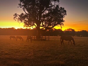 Blue Gum Farm (aust) Pty Ltd Pic 3 - Sunset on Blue Gum Farm