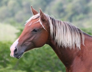 Ricinda Ranch Pic 3 - Junior Stallion Rare Silver Bay QH