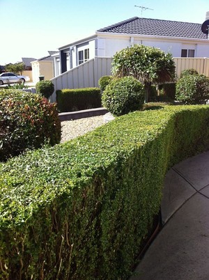 Wallan Gardens and Landscaping Pic 4