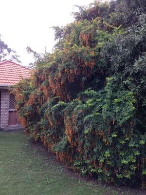 Queenslander Outdoor Service Pic 4 - Bannister before