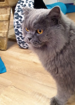 Ascot Cat Care Pic 3 - Our happy guest Oliver