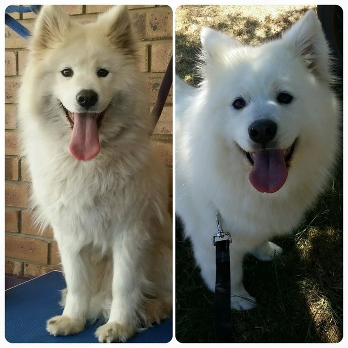 Aldinga Home Dog Grooming in Aldinga Beach, Adelaide, SA, Pet Groomers