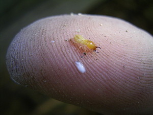 Peace of Mind Pest Control Pic 2 - Coptotermes Soldier exuding an acid lactate that helps them decent the colony and eat through corrugated iron and mortar joints