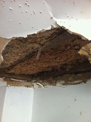 Peace of Mind Pest Control Pic 3 - Termite working in a ceilingfloor void At least annual visual termite inspections should be carried out on your home to find termite activity early to reduce damage