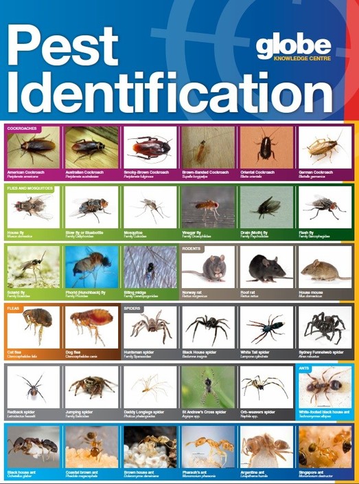 Peace of Mind Pest Control Pic 1 - Pest Identification Chart