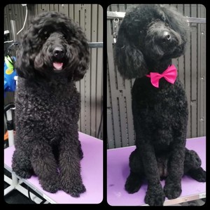 Lifetime Dog Grooming Pic 5