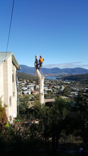 Horizon Tree Service Pic 4 - Gum tree removal Geilston Bay