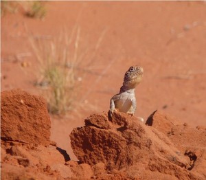 Cooe Pic 5 - lizard pilbara