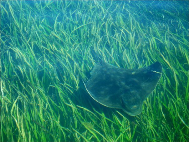 Cooe Pic 1 - submarine surveys