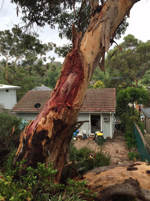 Wolf Trees and Gardens Pic 4 - Storm damaged tricky rigging on this one