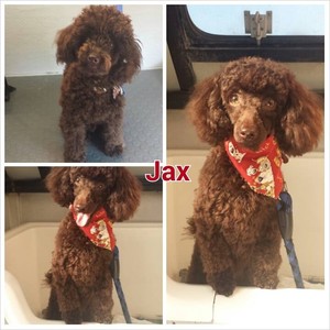 K9 Design Mobile Dog Grooming Pic 2 - Jax full clip and style