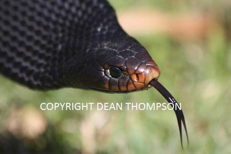 Reptiles On The Run Pic 1 - Red Bellied Black snake