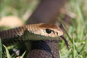 Reptiles On The Run Pic 2 - Eastern Brown snake