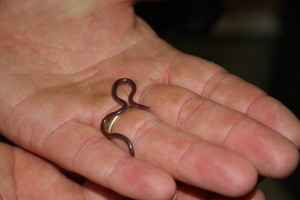 Reptiles On The Run Pic 3 - Blind snake